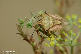 Attēlu rezultāti vaicājumam “Carpocoris sp.”