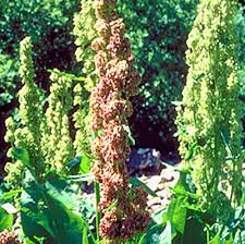 Attēlu rezultāti vaicājumam “Rumex aquaticus fruit”