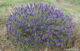 Image result for Hyssopus officinalis
