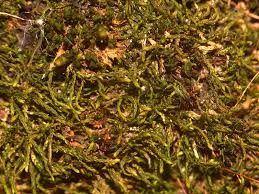 Attēlu rezultāti vaicājumam “Leskea polycarpa”