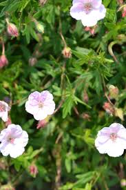 Attēlu rezultāti vaicājumam “Geranium sanguineum”