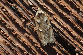 Attēlu rezultāti vaicājumam “Semioscopis steinkellneriana”