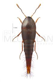 Attēlu rezultāti vaicājumam “Sepedophilus sp.”