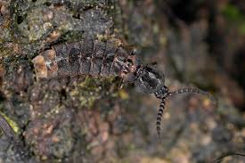 Attēlu rezultāti vaicājumam “Phosphaenus hemipterus male”