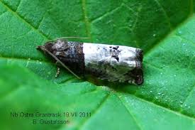 Attēlu rezultāti vaicājumam “Notocelia roborana”