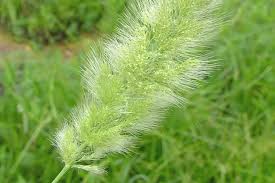 Attēlu rezultāti vaicājumam “Polypogon tentacularius”