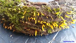 Attēlu rezultāti vaicājumam “Calocera cornea”