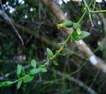 Attēlu rezultāti vaicājumam “Santalaceae”