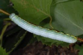 Attēlu rezultāti vaicājumam “Leucodonta bicoloria imago”