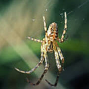 Attēlu rezultāti vaicājumam “Metellina segmentata”