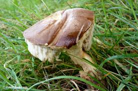 Attēlu rezultāti vaicājumam “Hydnum rufescens”