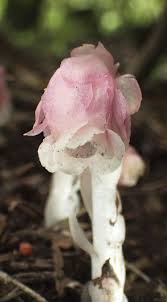 Image result for ギンリョウソウ