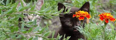 Image result for Black Cat Sac