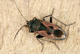 Image result for Rhyparochromus