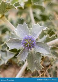Attēlu rezultāti vaicājumam “Eryngium maritimum leaf”