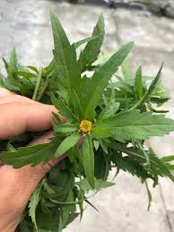 Attēlu rezultāti vaicājumam “Bidens tripartita”