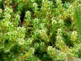 Attēlu rezultāti vaicājumam “Rhytidiadelphus subpinnatus”