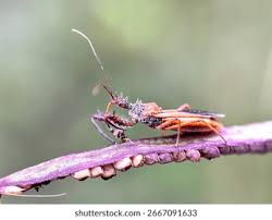 Attēlu rezultāti vaicājumam “Rhynocoris annulatus nymph”