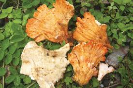 Attēlu rezultāti vaicājumam “Junghuhnia pseudozilingiana”