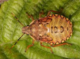 Attēlu rezultāti vaicājumam “Pinthaeus sanguinipes”