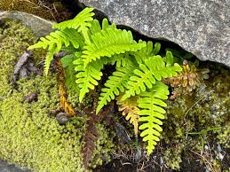 Attēlu rezultāti vaicājumam “Polypodium vulgare”