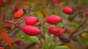 Attēlu rezultāti vaicājumam “Rosa majalis fruit”