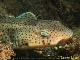 Image result for Scyliorhinus stellaris