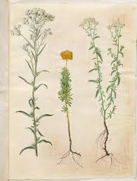 Attēlu rezultāti vaicājumam “Achillea ptarmica”