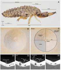 Attēlu rezultāti vaicājumam “Myrmeleontidae larva”