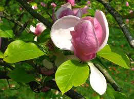 Attēlu rezultāti vaicājumam “Magnolia x soulangeana”