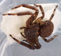 Attēlu rezultāti vaicājumam “Thomisidae”
