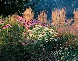 Attēlu rezultāti vaicājumam “Calamagrostis purpurea flower”