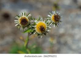 Attēlu rezultāti vaicājumam “Carlina vulgaris flower”
