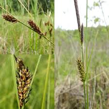 Attēlu rezultāti vaicājumam “Carex lasiocarpa leaf”