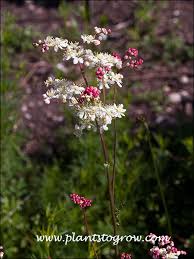 Image result for Filipendula vulgaris