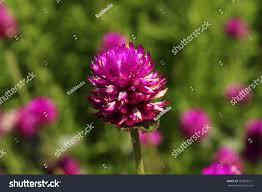 Image result for Kugelamarant