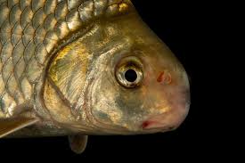 Image result for Carpiodes velifer