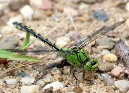 Attēlu rezultāti vaicājumam “Ophiogomphus cecilia”