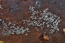 Attēlu rezultāti vaicājumam “Lasiosphaeria ovina”