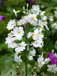 Image result for Primula malacoides