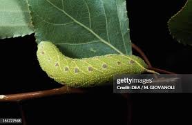 Attēlu rezultāti vaicājumam “Laothoe populi larva”