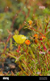 Attēlu rezultāti vaicājumam “Portulacaceae”