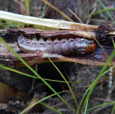 Attēlu rezultāti vaicājumam “Stemonaria irregularis”