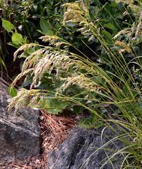 Attēlu rezultāti vaicājumam “Festuca psammophila”