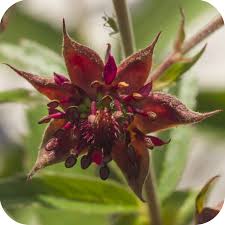 Attēlu rezultāti vaicājumam “Comarum palustre leaf”