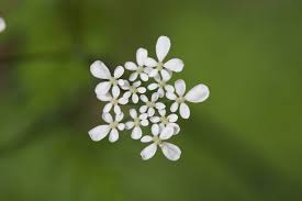 Attēlu rezultāti vaicājumam “Anthriscus sylvestris fruit”