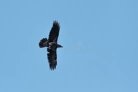 Attēlu rezultāti vaicājumam “Corvus corax adult”