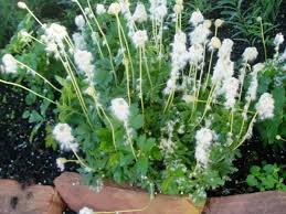 Attēlu rezultāti vaicājumam “Anemone sylvestris leaf”
