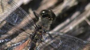 Attēlu rezultāti vaicājumam “Sympetrum danae”