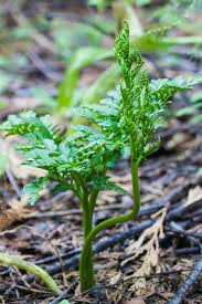 Attēlu rezultāti vaicājumam “Botrychium multifidum”